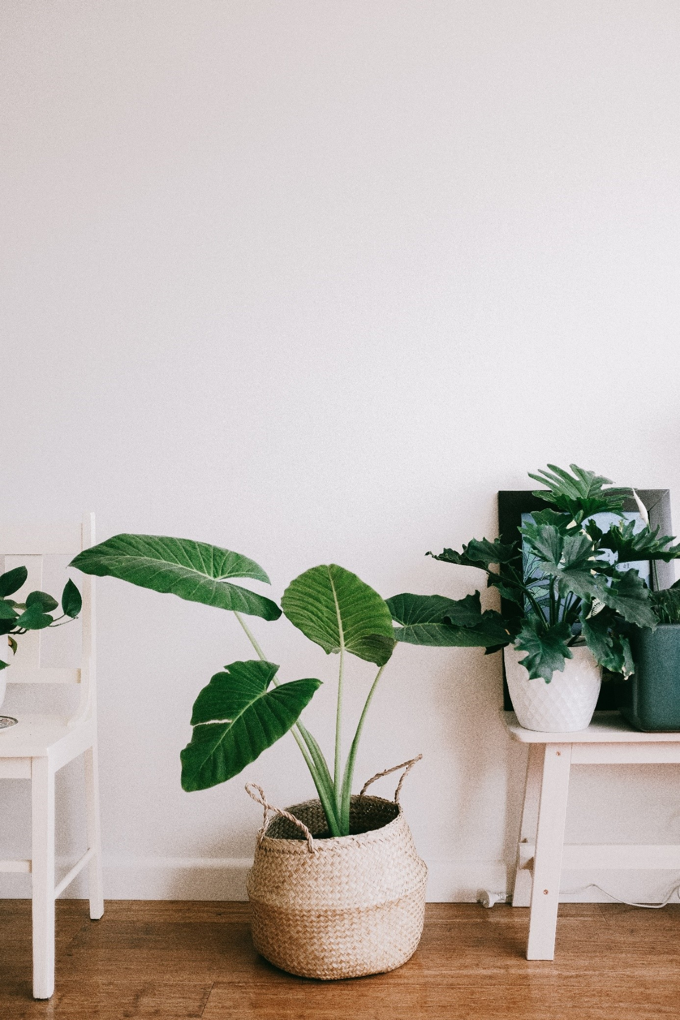 Los beneficios de las plantas en el hogar